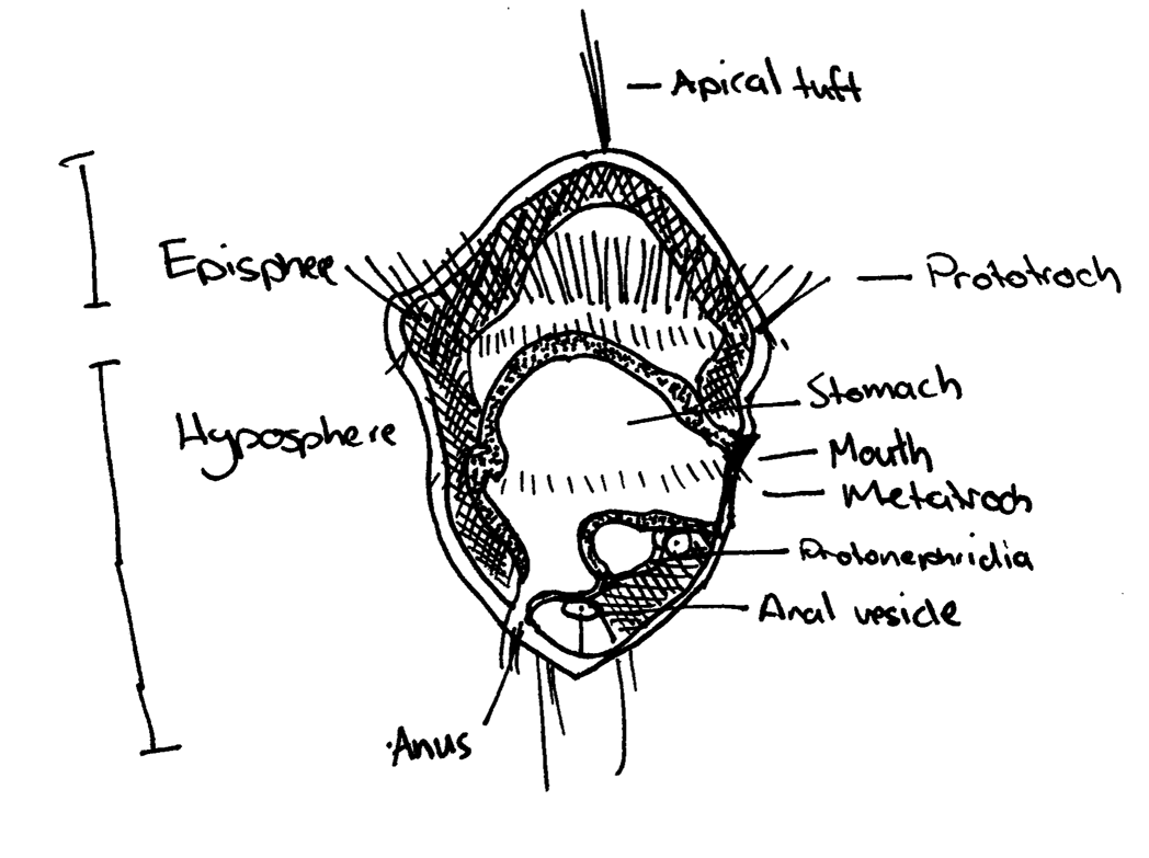 figure image